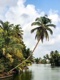 Palm trees on beach against sky