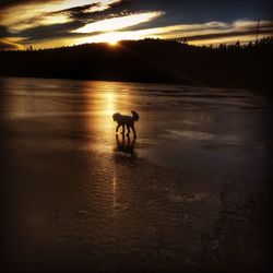 Silhouette man on lake against sky during sunset