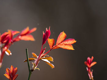 Close-up of maple leaves on plant