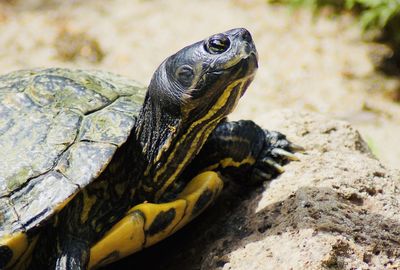 Close-up of turtle on rock