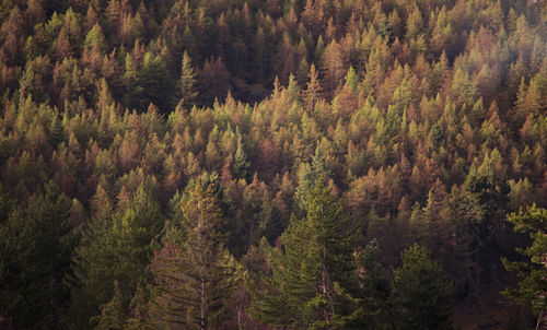 High angle view of pine trees in forest during autumn