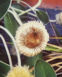 Close-up of plant growing on plant