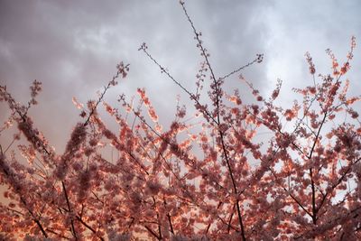 Low angle view of cherry blossom against sky