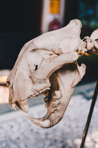 Close-up of animal skull