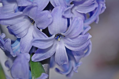 Close-up of purple flower