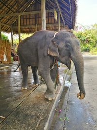 Elephant in water