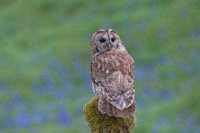 Close-up of owl perching on branch