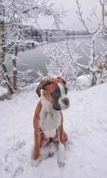 Dog standing on frozen lake during winter