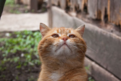 Close-up portrait of a cat