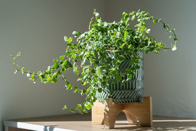 Creeping ficus pumila plant in ceramic planter at home. sunlight.