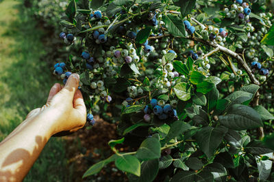 Low angle view of grapes growing on plant