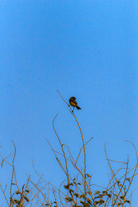 Low angle view of bird perching on plant against blue sky