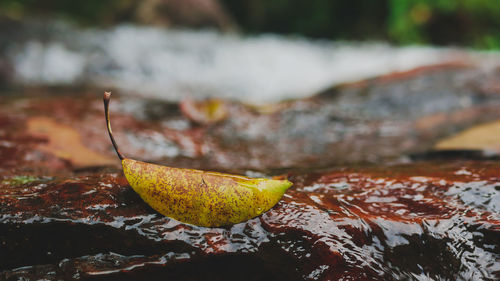 Close-up of autumn leaf on rock
