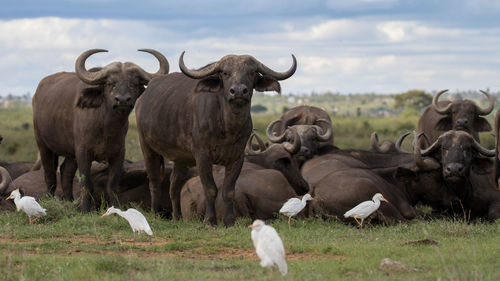 African cape buffalo, africa