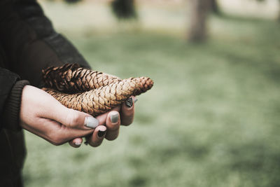 Cropped image of hands holding pine cones