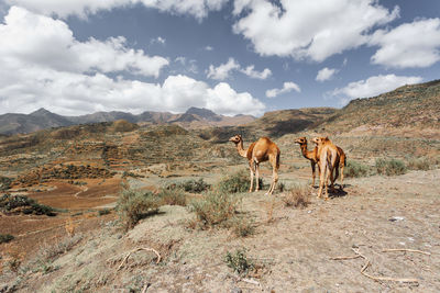 Horses on a field