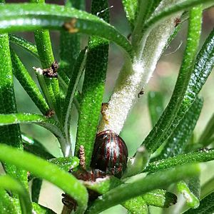 Close-up of wet butterfly on plant