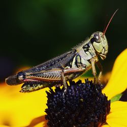 Close-up of insect on flower