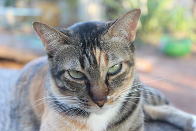 Close-up portrait of cat