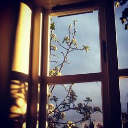 Close-up of potted plant on window sill