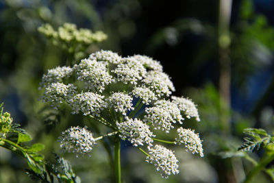 Close-up of white flowering plants
