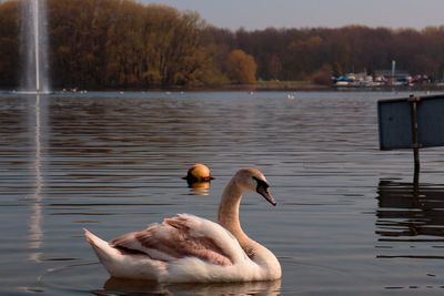 Swan floating on lake