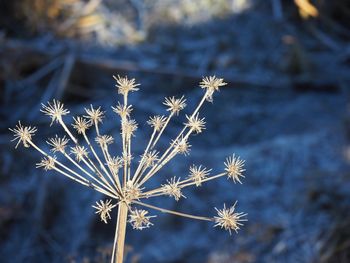 Close up of plant