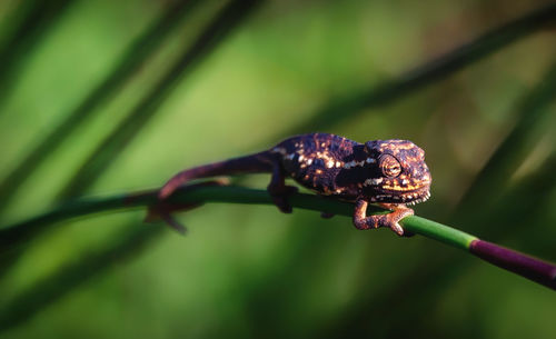 Close-up of insect on leaf