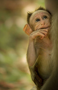 Close-up portrait of a baby monkey