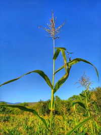 Plant growing on land against clear blue sky