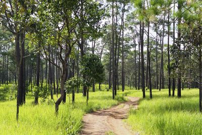 Dirt road amidst trees in forest