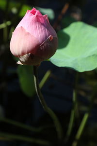 Close-up of pink lotus water lily