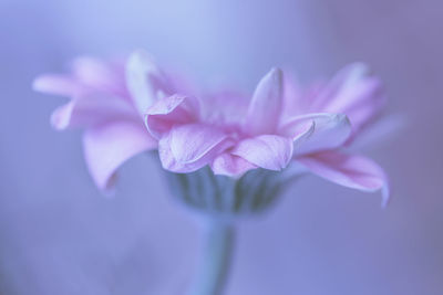 Close-up of pink rose flower