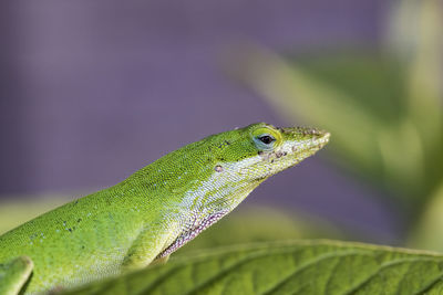 Close-up of lizard on leaf