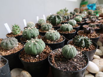 High angle view of potted plants