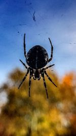 Close-up of spider on web against sky