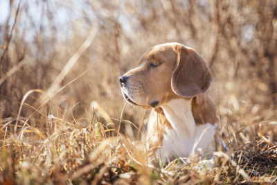 Dog looking away on field