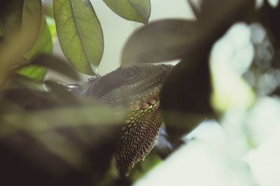 Close-up of lizard on leaf