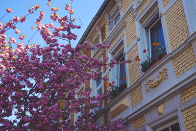 Low angle view of pink flowering tree by building against sky