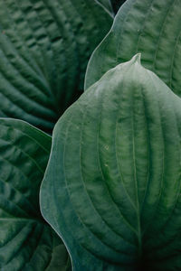 Full frame shot of green leaves