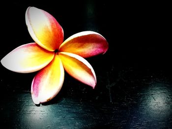 Close-up of frangipani on black background