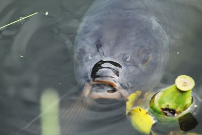 Close-up of fish swimming in sea