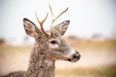 Close-up of deer