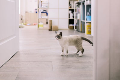 Cat sitting on floor