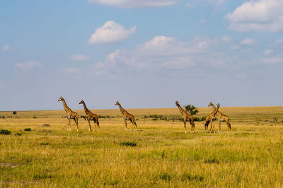 Horses on field against sky