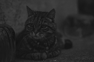 Close-up portrait of cat sitting