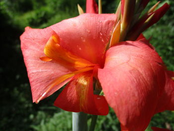 Close-up of red rose flower