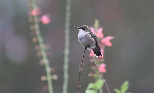 Close-up of bird perching on plant