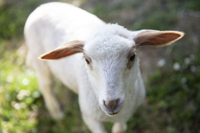 Close-up of white animal