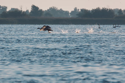 Ducks swimming in sea